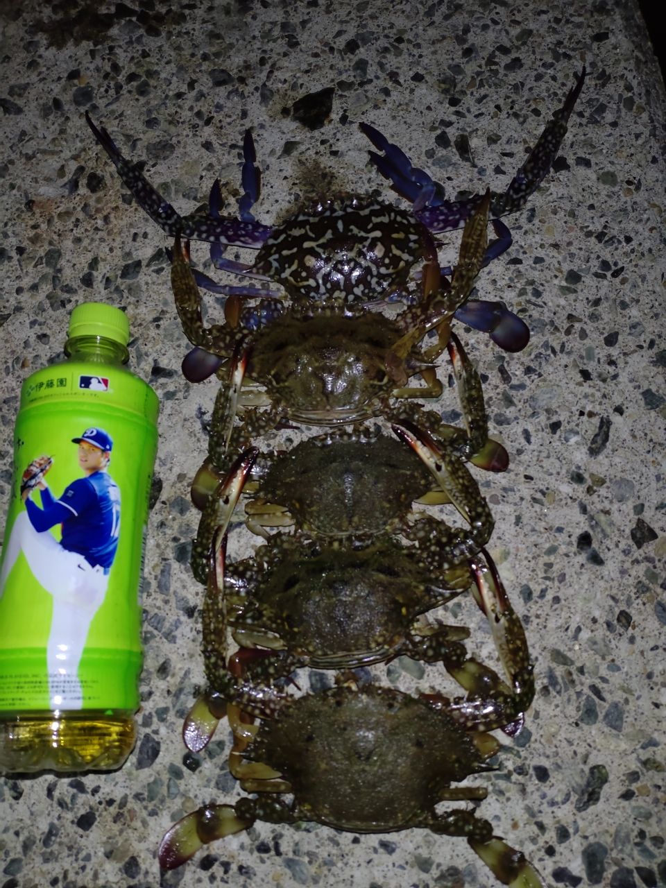 タイワンガザミ