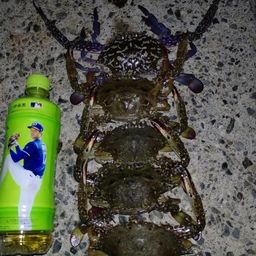 タイワンガザミ