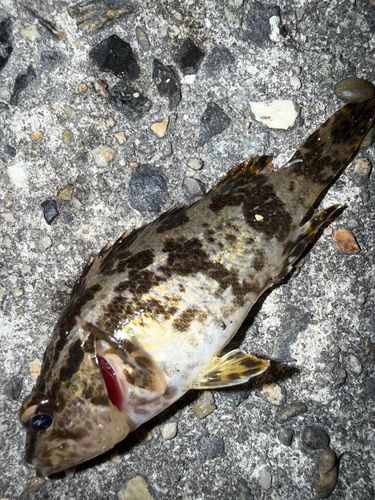 タケノコメバルの釣果