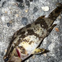 タケノコメバル