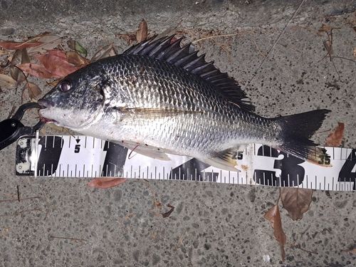 キビレの釣果