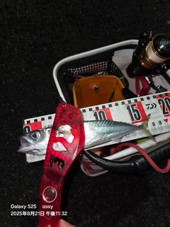 サバの釣果