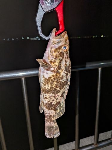 タケノコメバルの釣果