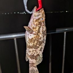 タケノコメバル