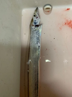 タチウオの釣果