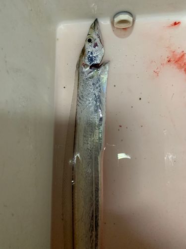 タチウオの釣果