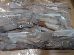 シロイカの釣果
