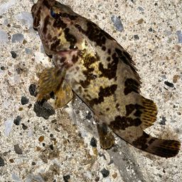 タケノコメバル