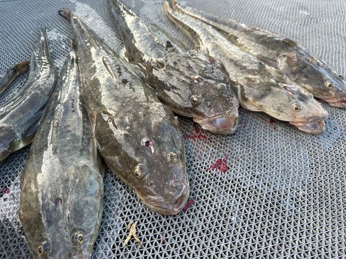 マゴチの釣果