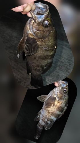 メバルの釣果