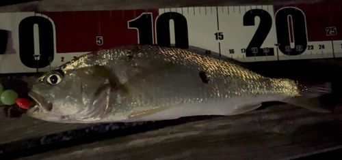 イシモチの釣果