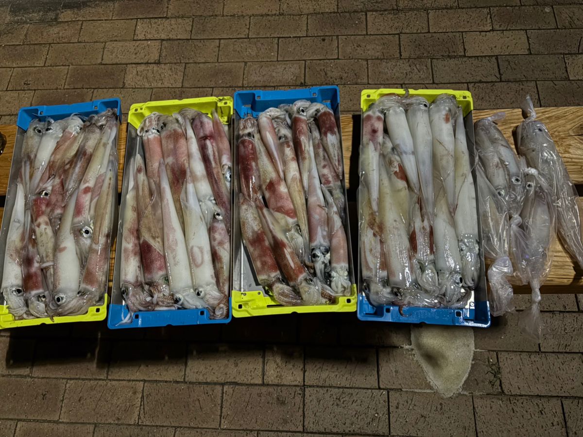 釣婆婆さんの釣果 1枚目の画像