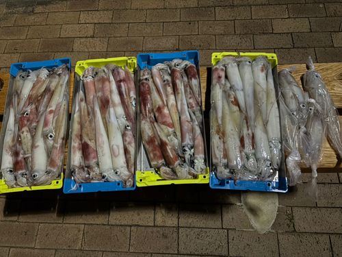 イカの釣果