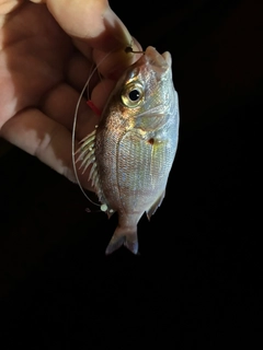 チャリコの釣果