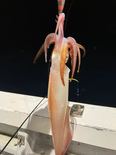ケンサキイカの釣果
