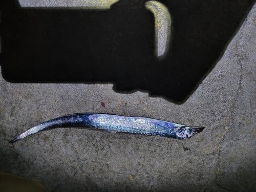 タチウオの釣果