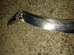 タチウオの釣果