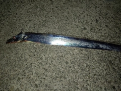 タチウオの釣果