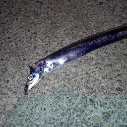 タチウオ