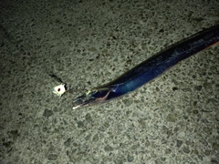 タチウオの釣果