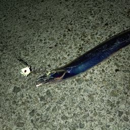 タチウオ