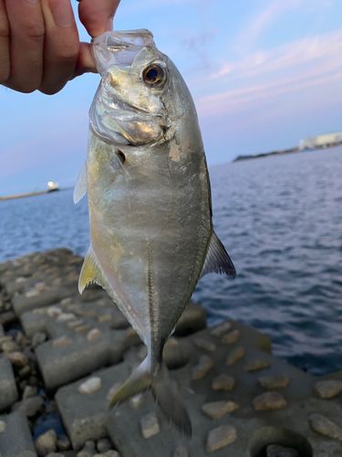 ギンガメアジの釣果