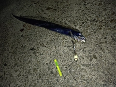 タチウオの釣果