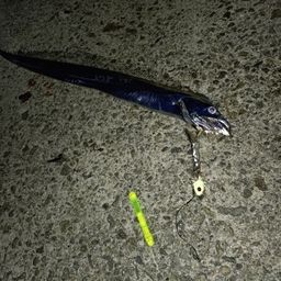 タチウオ