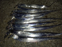 タチウオの釣果