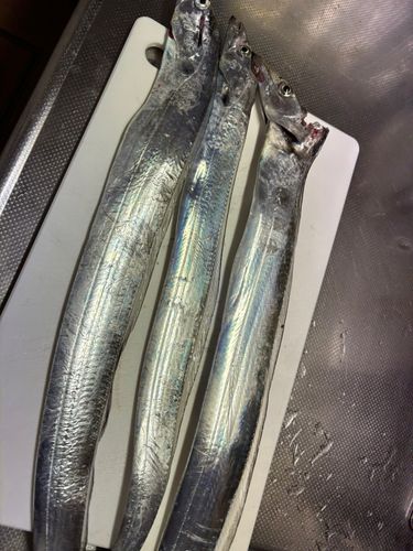タチウオの釣果