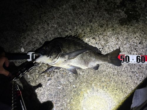 チヌの釣果