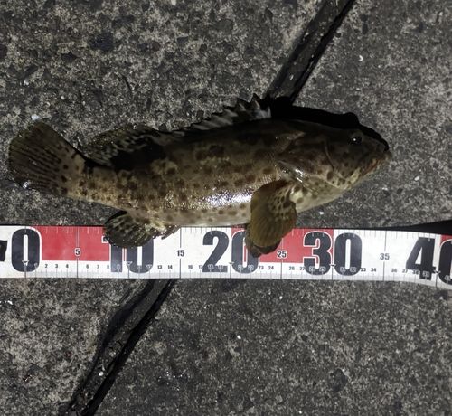 チャイロマルハタの釣果