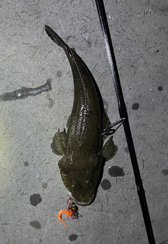 コチの釣果