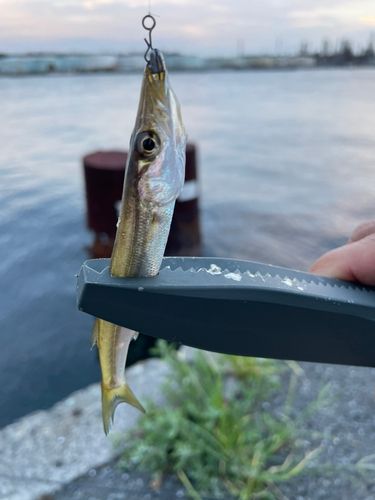カマスの釣果