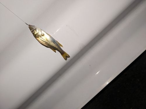 セイゴ（タイリクスズキ）の釣果