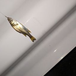 セイゴ（タイリクスズキ）