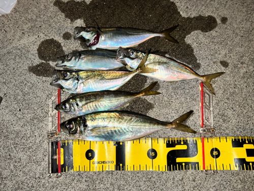 アジの釣果
