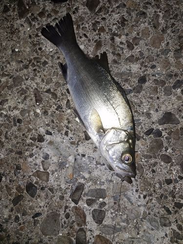 セイゴ（ヒラスズキ）の釣果