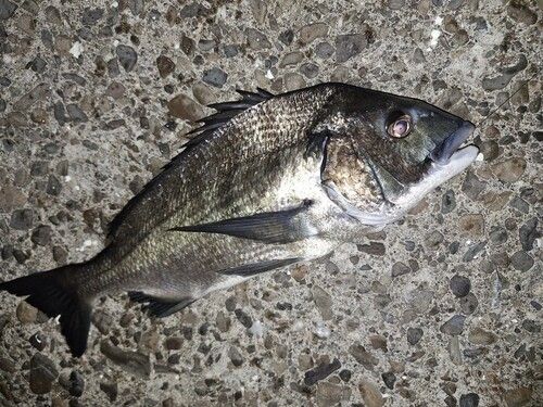 チヌの釣果