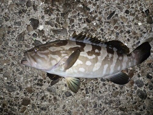 クエの釣果