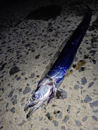 タチウオの釣果
