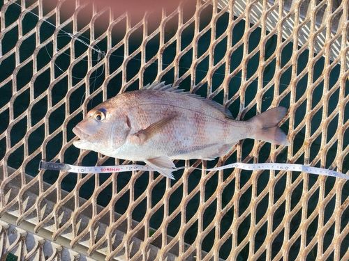 タイの釣果