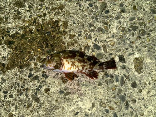 タケノコメバルの釣果