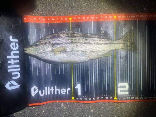 シマイサキの釣果