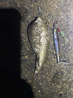 フグの釣果