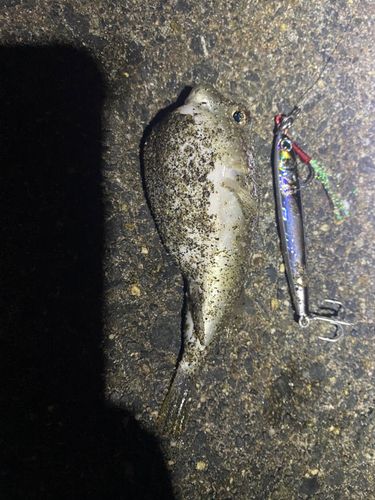 フグの釣果