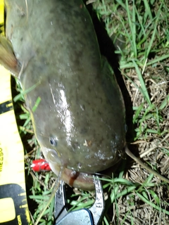 ナマズの釣果