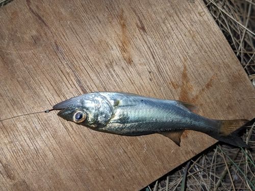 セイゴ（タイリクスズキ）の釣果