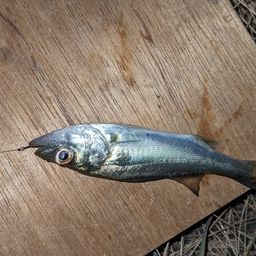 セイゴ（タイリクスズキ）