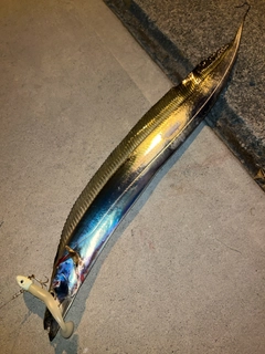 タチウオの釣果